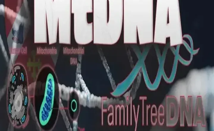 MtDNA