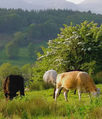 Three McManus Strays From The 1700's